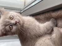 2 aylık british shorthair lilac rengi