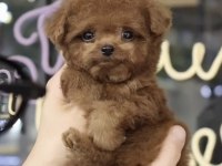 Toy Poodle Irk Yavrular