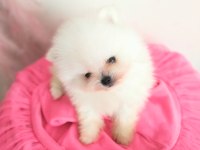 Pomeranian Boo Pamuk Gibi Beyaz Tedy Bear Yavrular