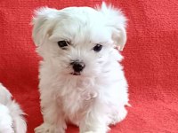 Maltese Yavrular