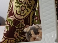 Yavru kedilerimiz yuva arıyor