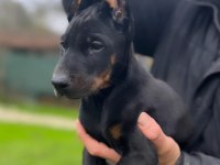 A kalite King Doberman Safkan Dişi Ve Erkek