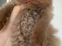 Premium British Longhair Cinnamon