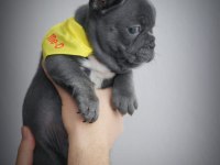 Blue egzotik French Bulldog