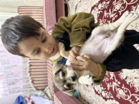 Uygun bütçeli chihuahua yavruları
