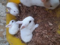 Cüce tavşan yavrusu
