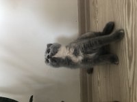 1 aylık yavru british shorthair