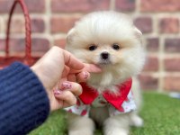 Mersinden Pomeranian Boo Köpeğimiz