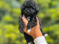 Benimle tanışmadın mı hala maltipoo