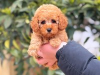 2 aylık altın dişi toy poodle yavrumuz