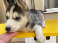 A + Sibirya Kurdu Husky Yavrular Erkek - Dişi