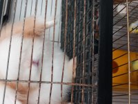 Hollanda Teddy Lop Tavşan