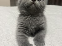Gri British Shorthair