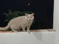 BRİTİSH SHORTHAİR 1 YAŞINDA EVCİL KEDİ