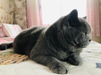 British shorthair kedimiz 2 yaşında