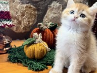 Şecereli Golden British Shorthair Ny12 Erkek Yavru