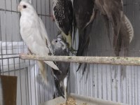 Sultan Papağanlar İçin Ulaşın