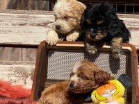 Bıgpo efsane gözel yavrular baba poodle