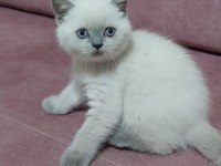 Bebiş british longhair kedilerim yeni yuvalarını arıyor