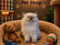 Harika Güzellikte British Scottish Longhair Yavrularımız