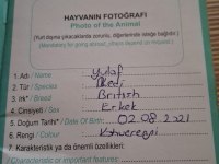 British Shorthair 5 Yaşında Erkek Ankara