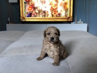 KG GARANTİLİ 0 NUMARA POODLE AYARINDA MALTİPOO