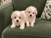 Teacup maltipoo bebekler