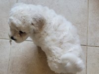 Mükemmel kalitede ve tüy yapısında erkek maltese