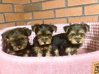 Dişi ve erkek yorkshire terrier yavrularımız