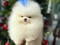 BEBEK YÜZLÜ KORE POODLE YAVRUMUZ