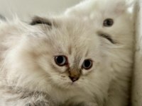 Scottish Fold Longhair Blue point Dünyalar tatlısı yavru