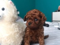 ÖZEL TOY POODLE YAVRULARI