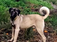 İzmir köpekler