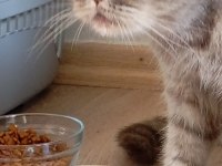7 aylık scottish fold bebek için yuva aranıyor