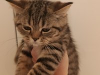 British shorthair yavru kediler