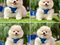 Pomeranian boo ayı yüz bebekler