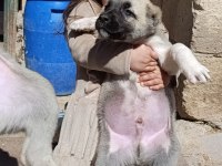 IRK GARANTİLİ SAFKAN KANGAL YAVRULAR