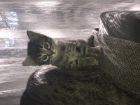 Yavru Tekir Kedimiz