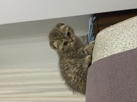 GOLDEN TABBY ÖZEL IRK BRİTİSH SHORTHAİR