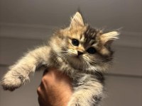 2 aylık oyun delisi british longhair