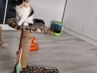 CFA KAYITLI ANNE VE BABA YAVRU KEDİMİZ