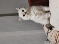Irk garantili scottish fold yavrular bilgi özelden verilecek