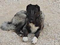 Kurt boğan kangal