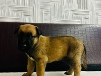 Malinois yavrular