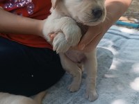 Çok güzel golden retriever bebekler