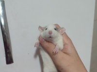 Rat satsuma tüylü arkadaş isteyen yazsın