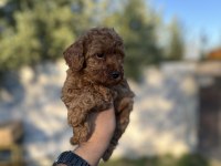 Sağlık ve ırk garantili toy Poodle yavrularımız 