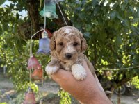 MALTİPOO BABYFACE YAVRULARIMIZ