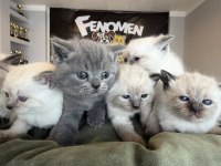 KEDİCİDEN ORJİNAL IRK YAVRI KEDİLER ANKARA MAĞAZAMIZDA