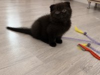 2 Aylık Erkek Bebek Scottish Fold
